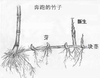deleuze-bamboo.jpg
