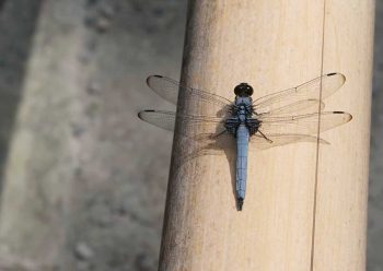 这些随笔探讨影像、文字、声音，以及它们之间的关系，写作时间为2021至2025年。